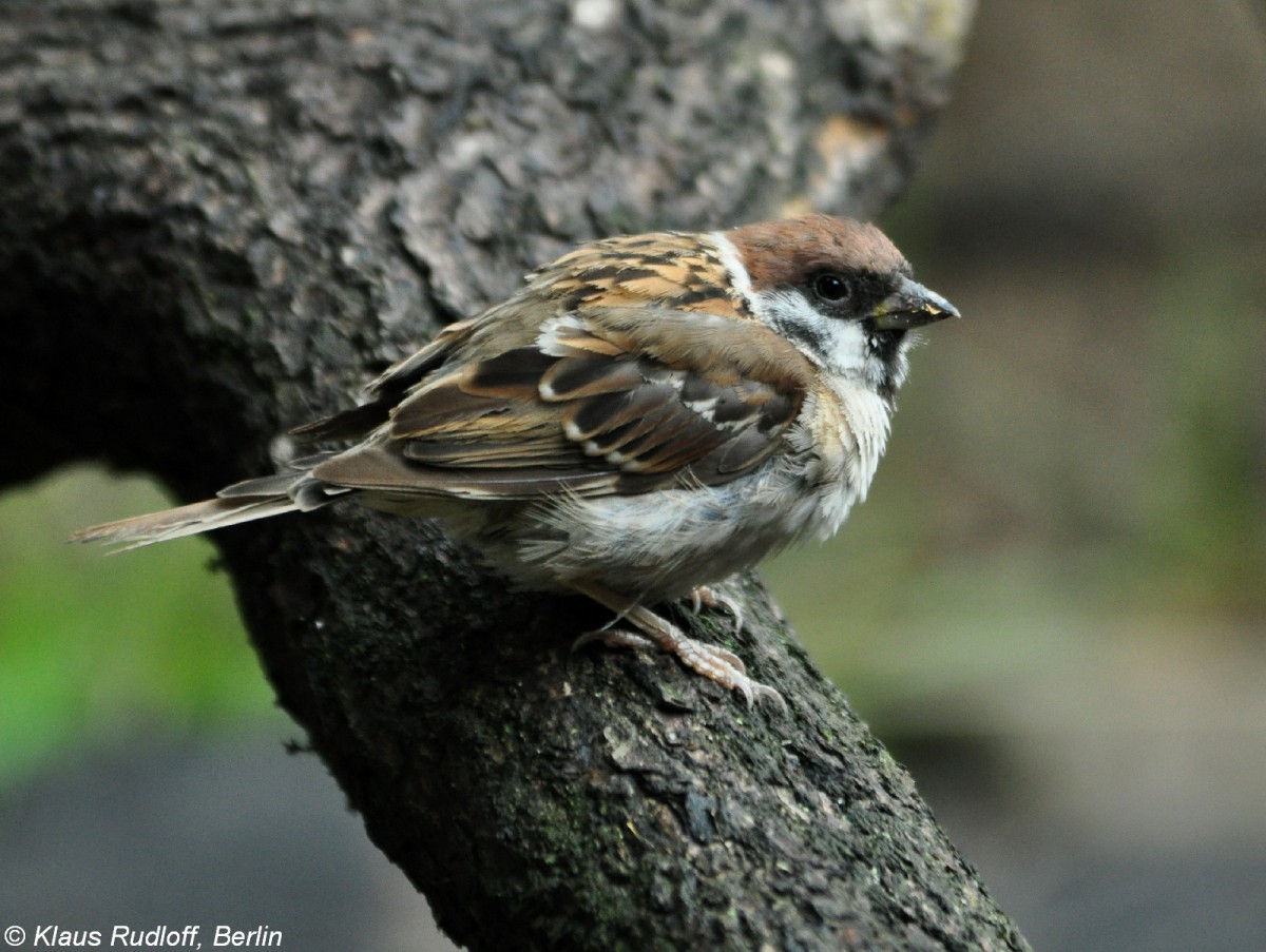 Feldsperling (Passer montanus). Freiflieger im Tierpark Cottbus (August 2015).