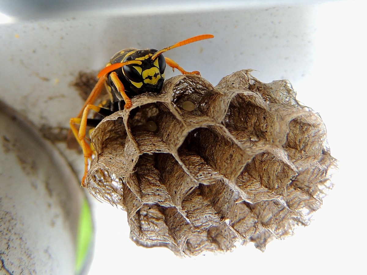 Feldwespe ist mit dem Nestbau beschftigt; 140508