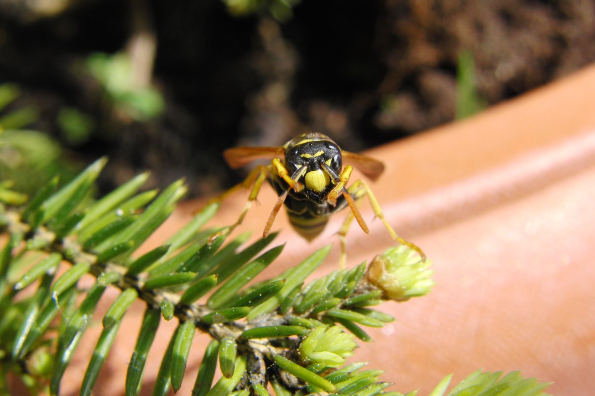 Feldwespe von vorne fotografiert am 9.5.2014 imheimischen Garten