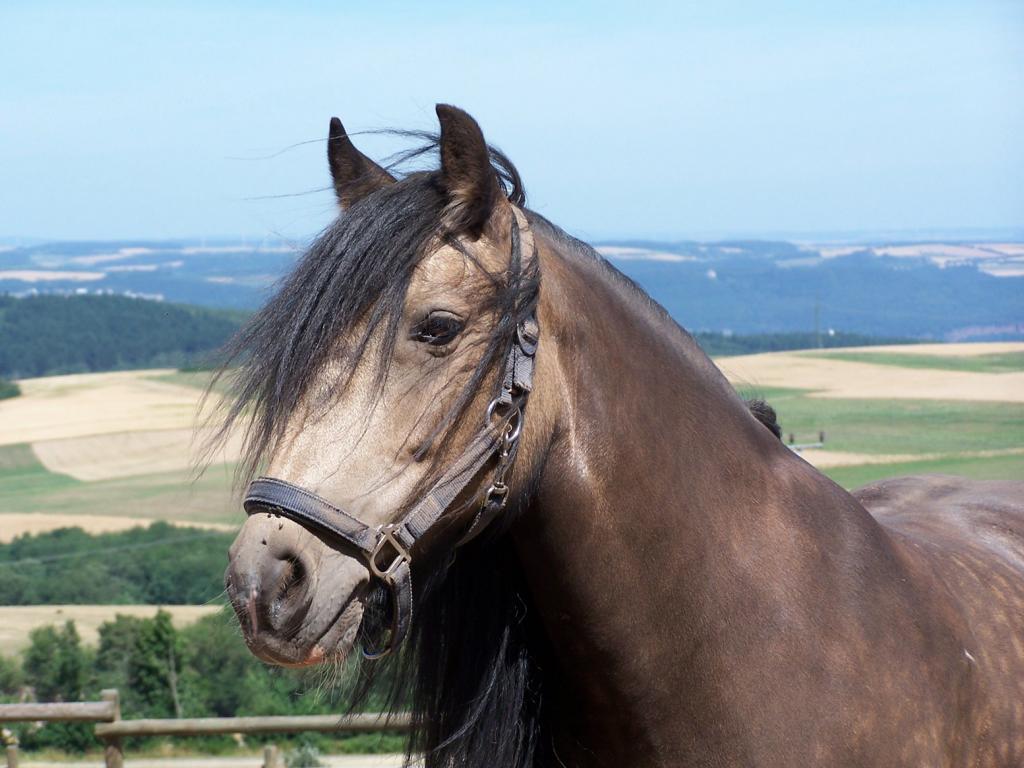 Fellpony, aufgenommen am 15.07.2006