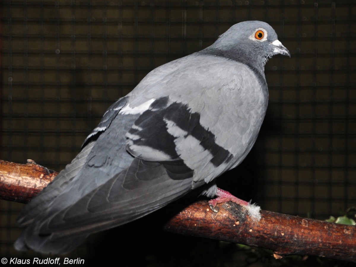 Felsentaube (Columba livia) auf der Landesvogelschau Recklinghausen (Januar 2014).