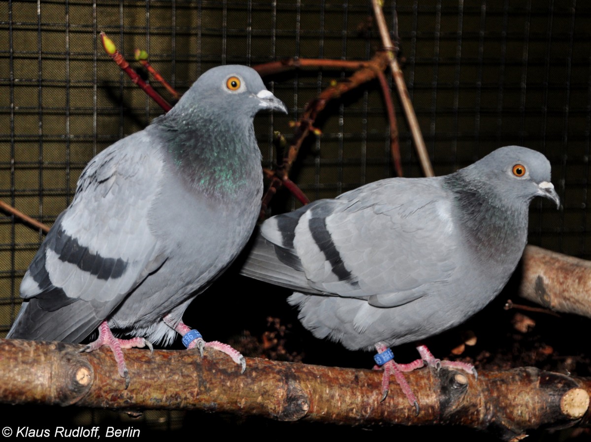 Felsentaube (Columba livia) auf der Landesvogelschau Recklinghausen (Januar 2014).