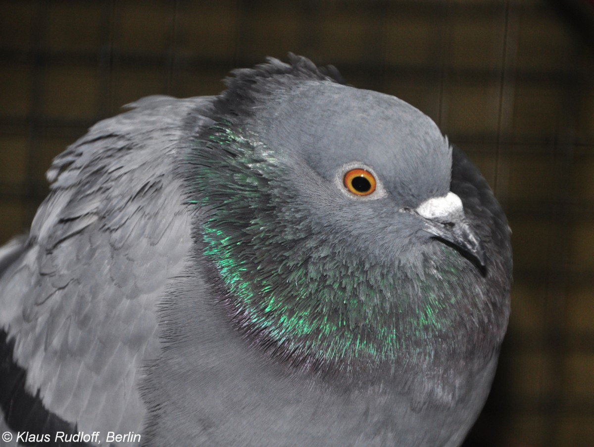 Felsentaube (Columba livia) auf der Landesvogelschau Recklinghausen (Januar 2014).