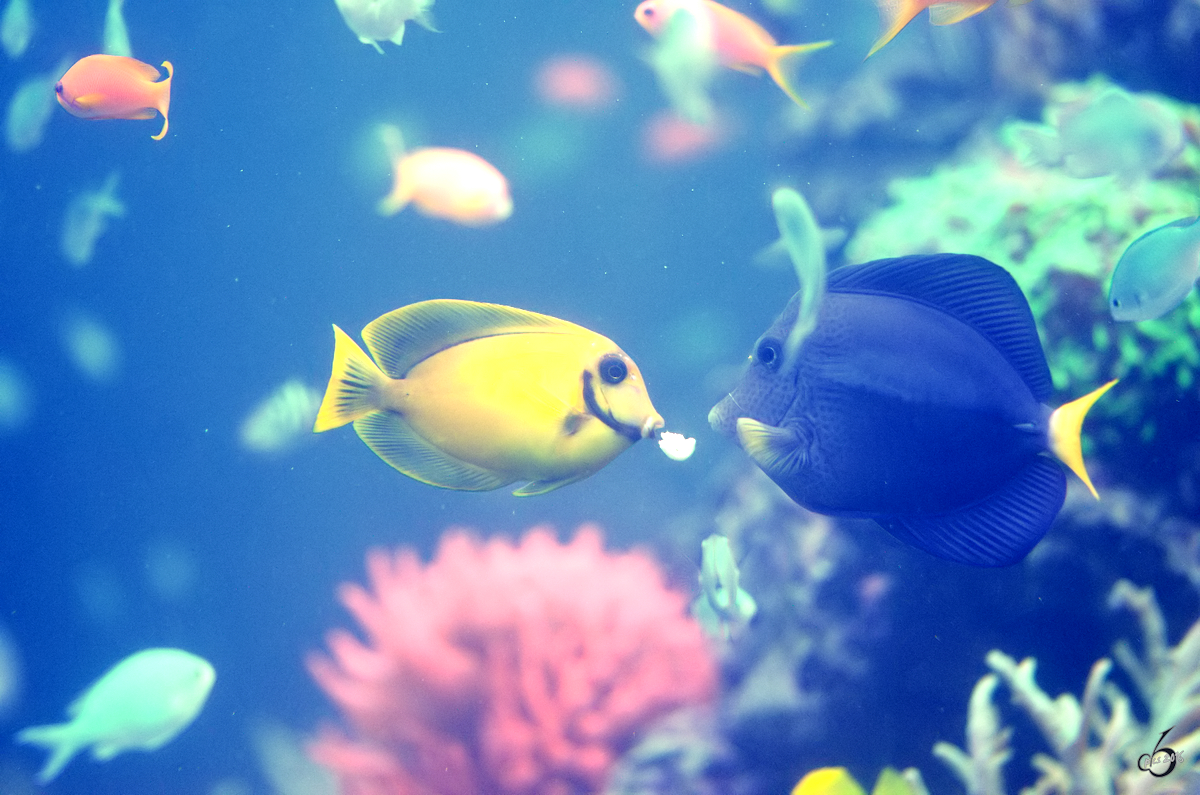 Fische im Aquarium des Duisburger Zoo´s (Juli 2013)