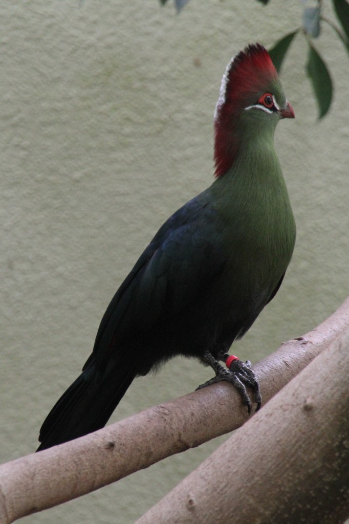 Fischerturako (Tauraco fischeri) am 3.8.2010 im Frankfurter Zoo.