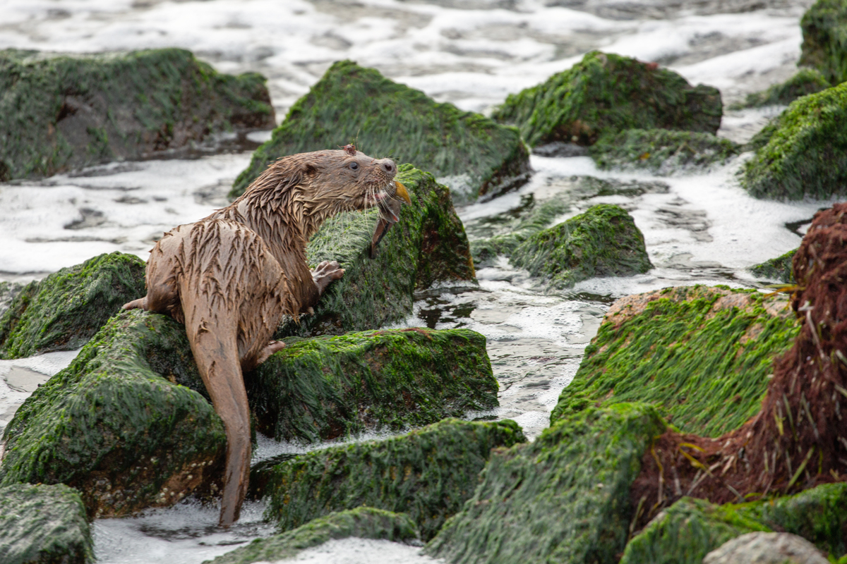 Fischotter nach erfolgreicher Jagd am Sassnitzer Hafen. - 20.10.2021
