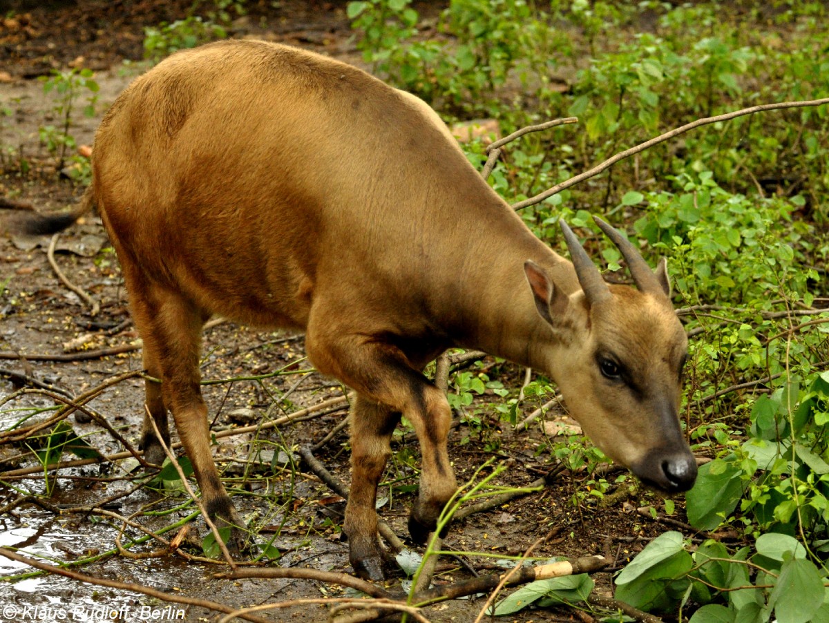 Flachlandanoa (Bubalus depressicornis) im Zoo Jakarta (November 2013)