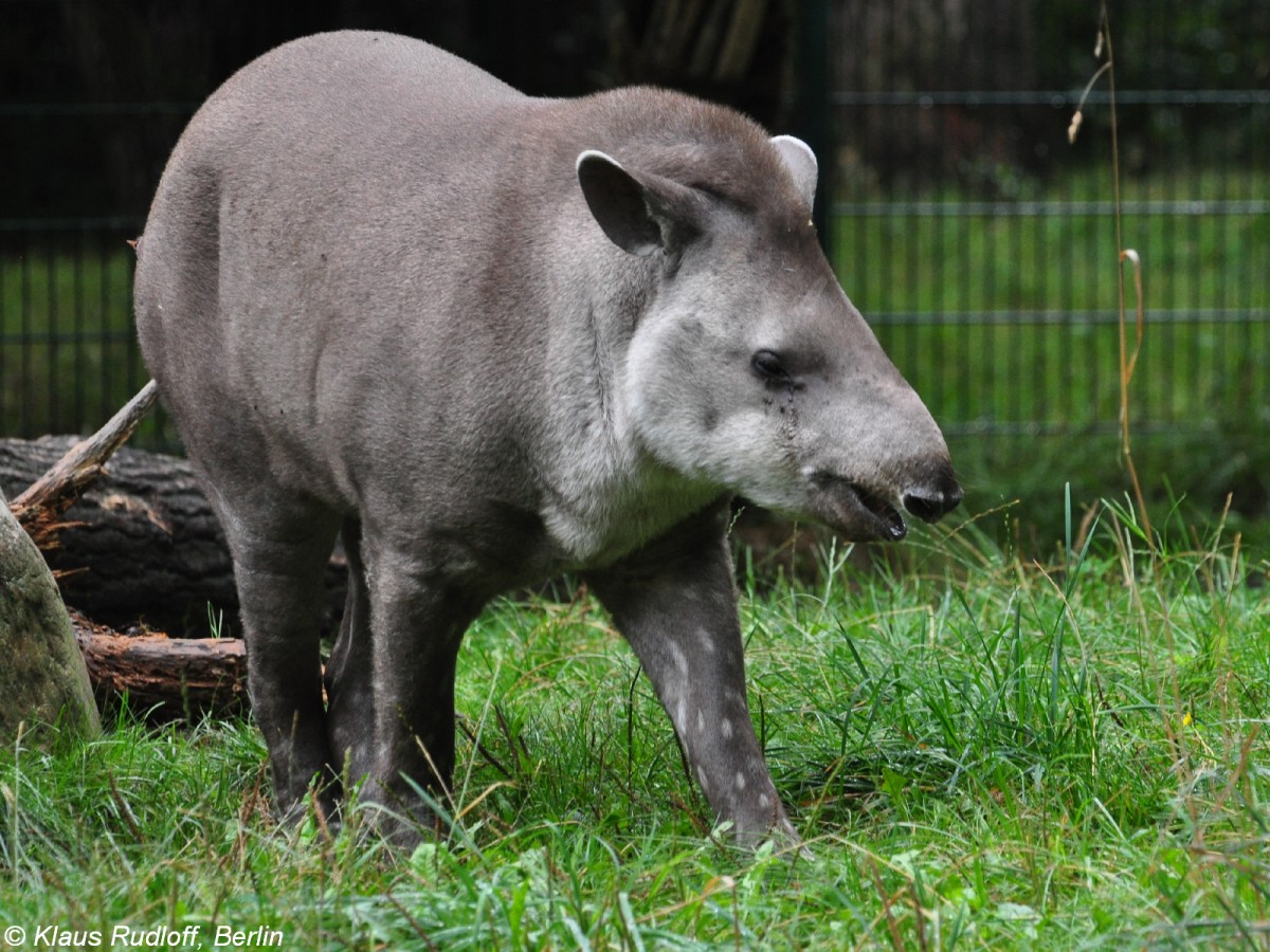 Flachlandtapir (Tapirus terrestris) im Tierpark Cottbus (August 2015).