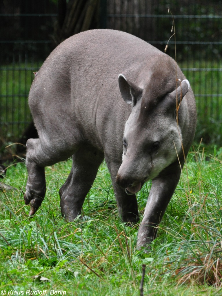 Flachlandtapir (Tapirus terrestris) im Tierpark Cottbus (August 2015).