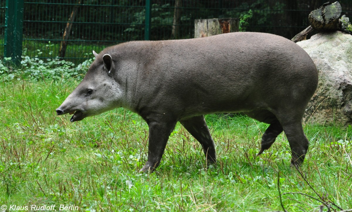 Flachlandtapir (Tapirus terrestris) im Tierpark Cottbus (August 2015).