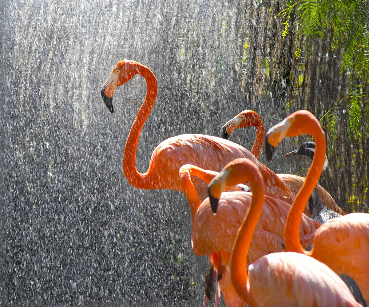 Flamingo (Phoenicopterus ruber) in Los Palmitos, Gran Canaria, Spanien.

Aufnahmedatum: 17. Oktober 2009.