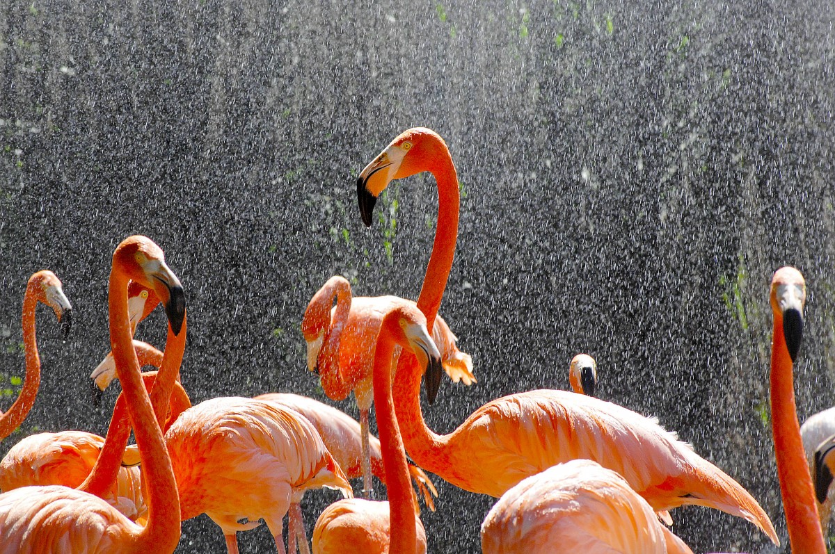 Flamingo (Phoenicopterus ruber) in Los Palmitos, Gran Canaria, Spanien.

Aufnahmedatum: 17. Oktober 2009.