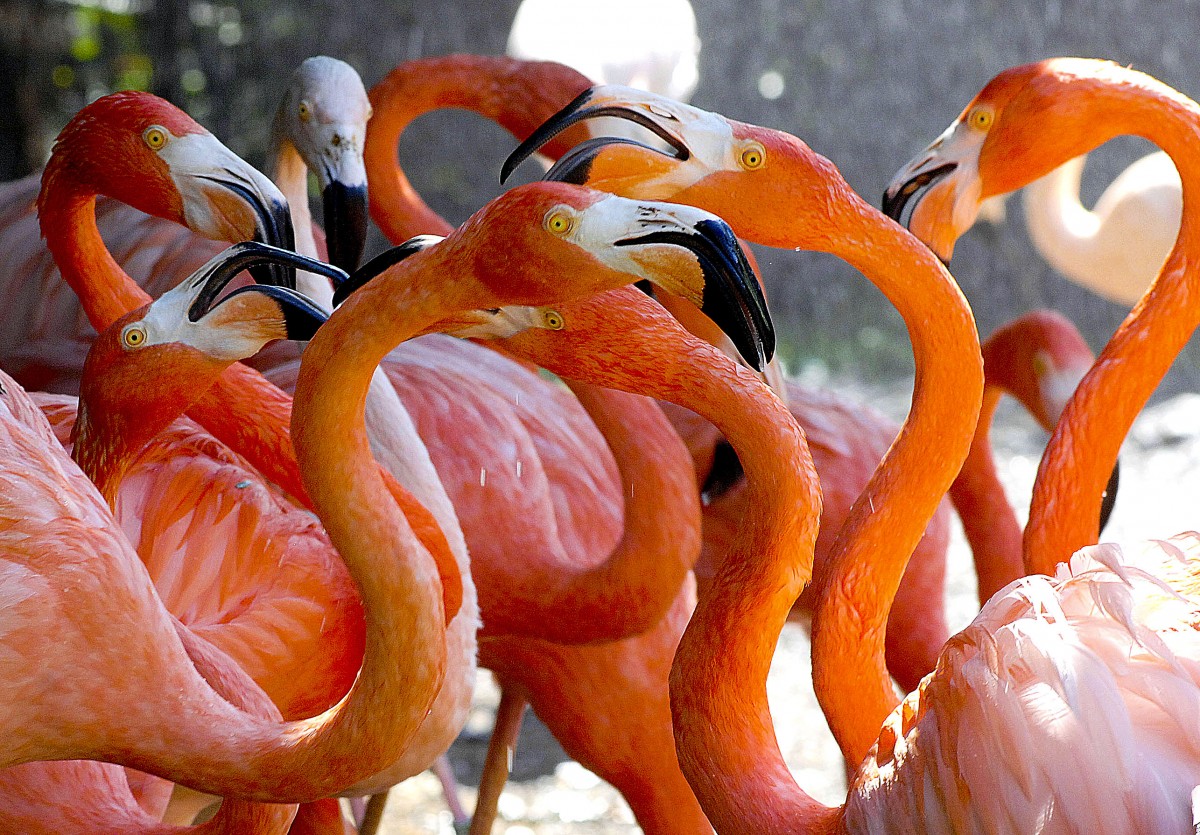 Flamingo (Phoenicopterus ruber) in Los Palmitos, Gran Canaria, Spanien.

Aufnahmedatum: 17. Oktober 2009.