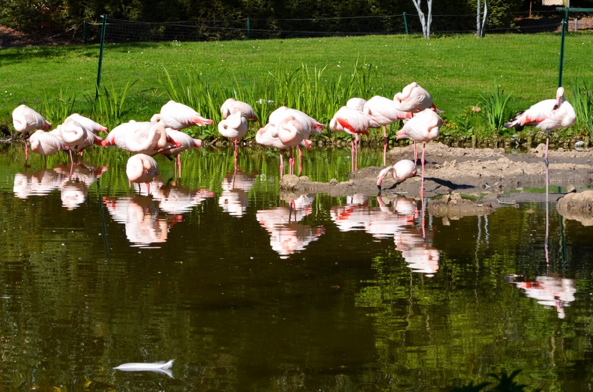 Flamingo    Tierpark Hagenbeck Hamburg   03.05.2014