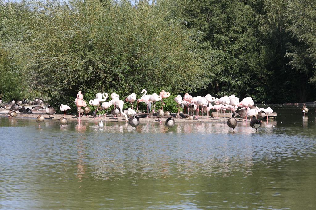 Flamingos am 2.9.2018 in der Zoom Erlebniswelt in Gelsenkirchen im Teil Afrika.