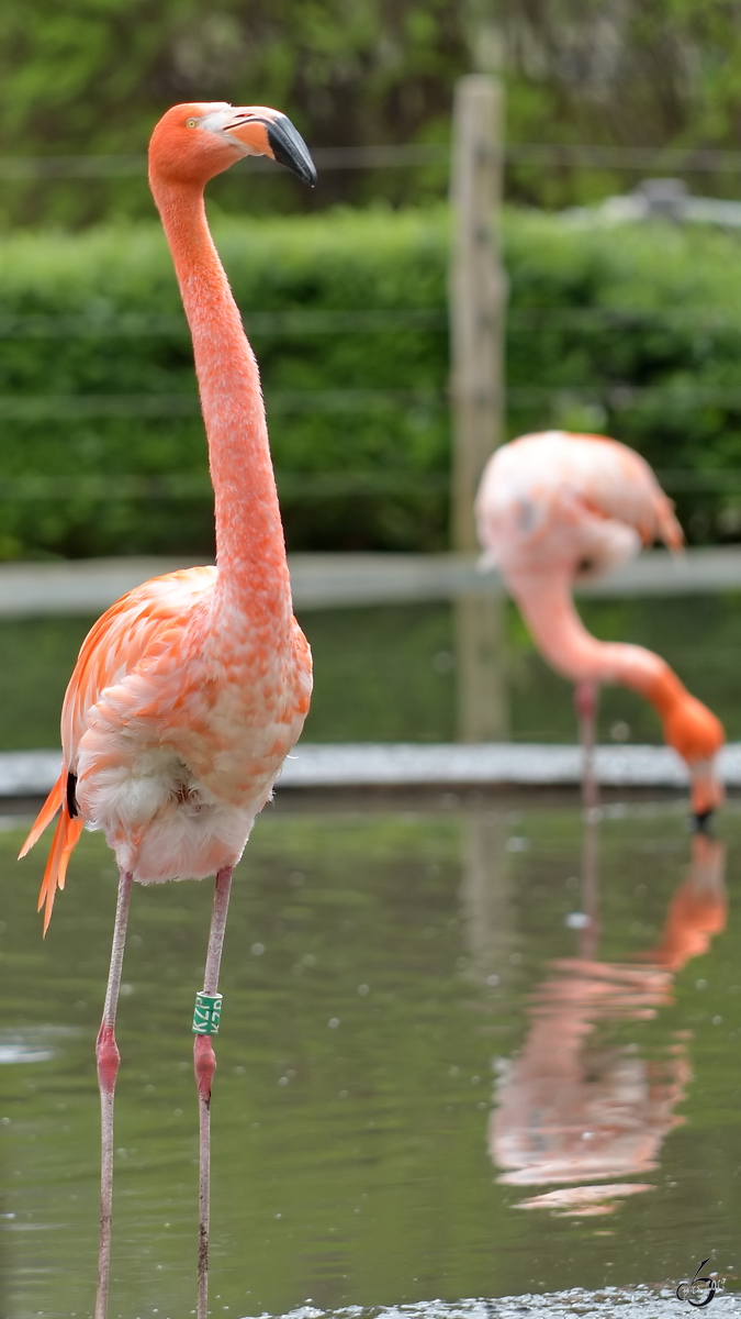 Flamingos Anfang April 2017 im Zoo Dresden.