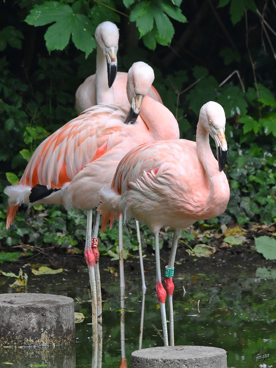 Flamingos Anfang Juni 2018 im Zoo Aalborg.