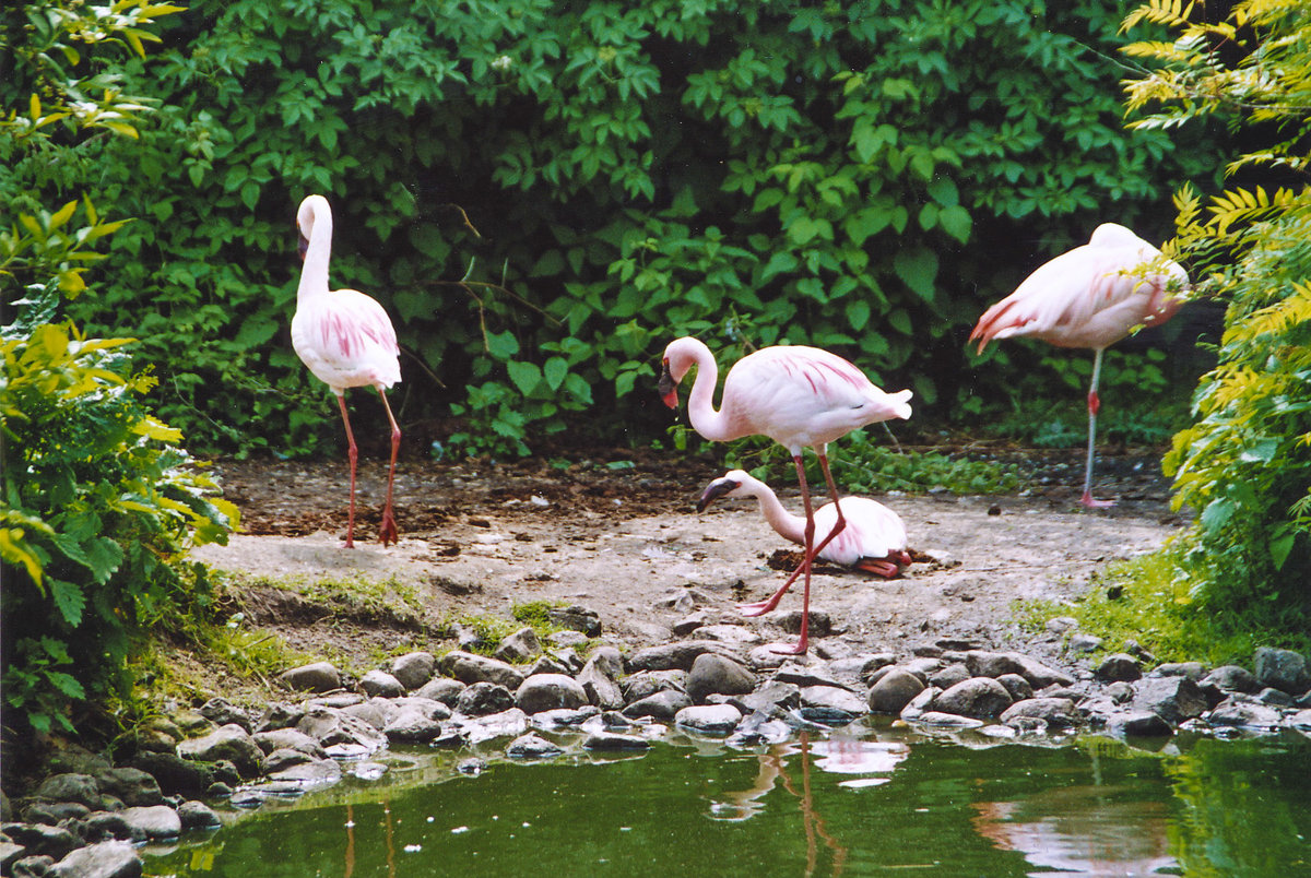 Flamingos im Givskud Zoo in Dnemark. Aufnahme: 30. Mai 2004.
