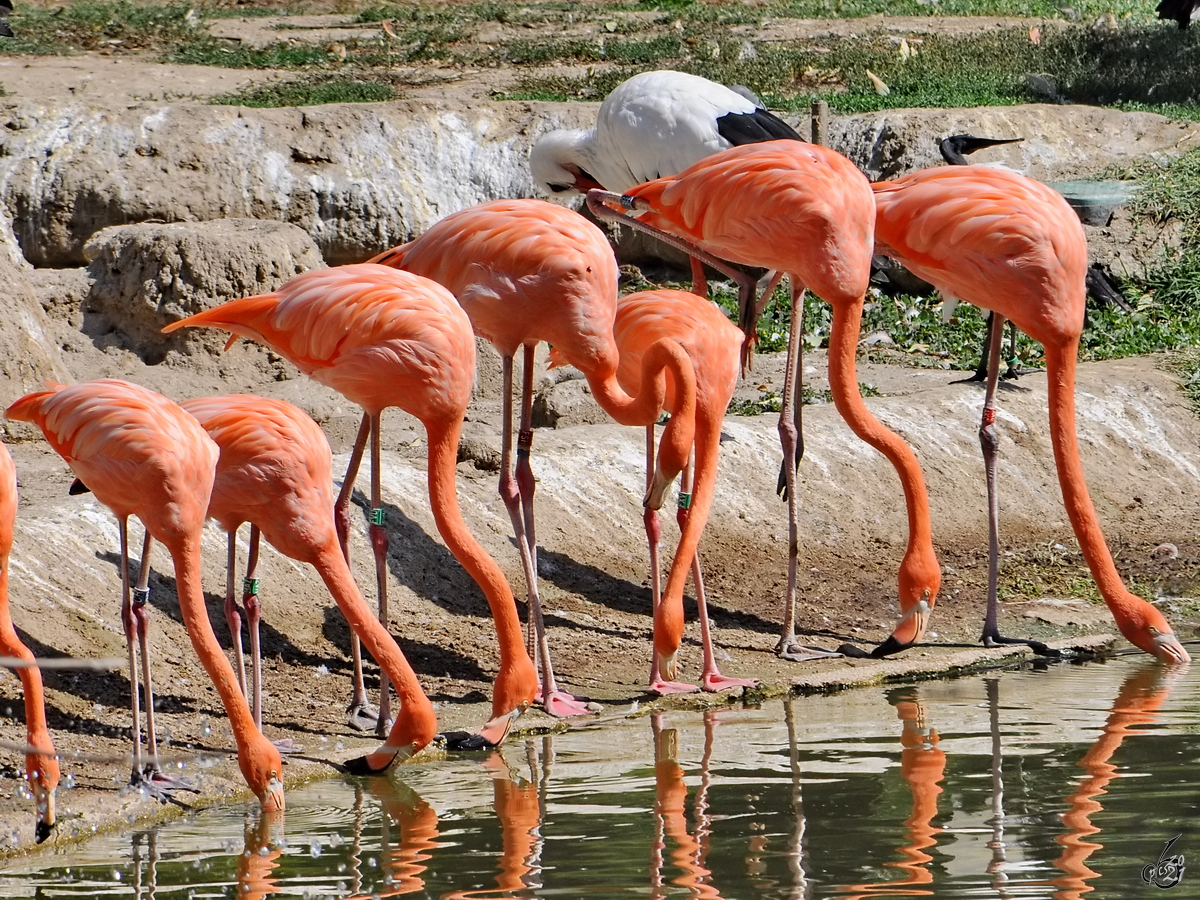 Flamingos in Reih und Glied. (Zoo Madrid, Dezember 2010)