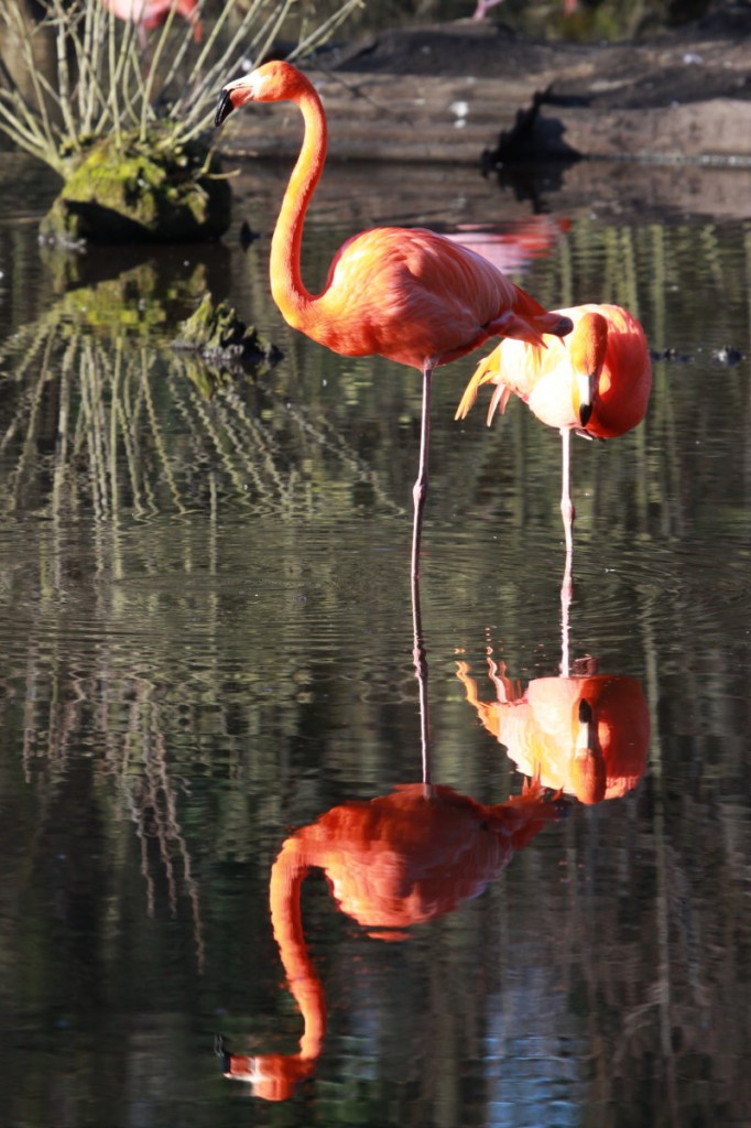 Flamingos im Schweriner Zoo; 27.03.2014