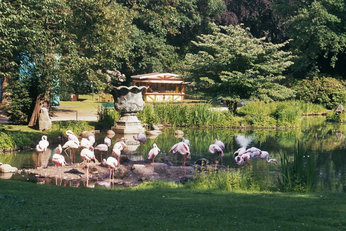 Flamingos im Tierpark