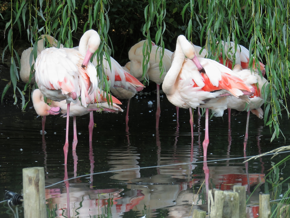 Flamingos im Zoo d'Amneville, 26.9.2017
