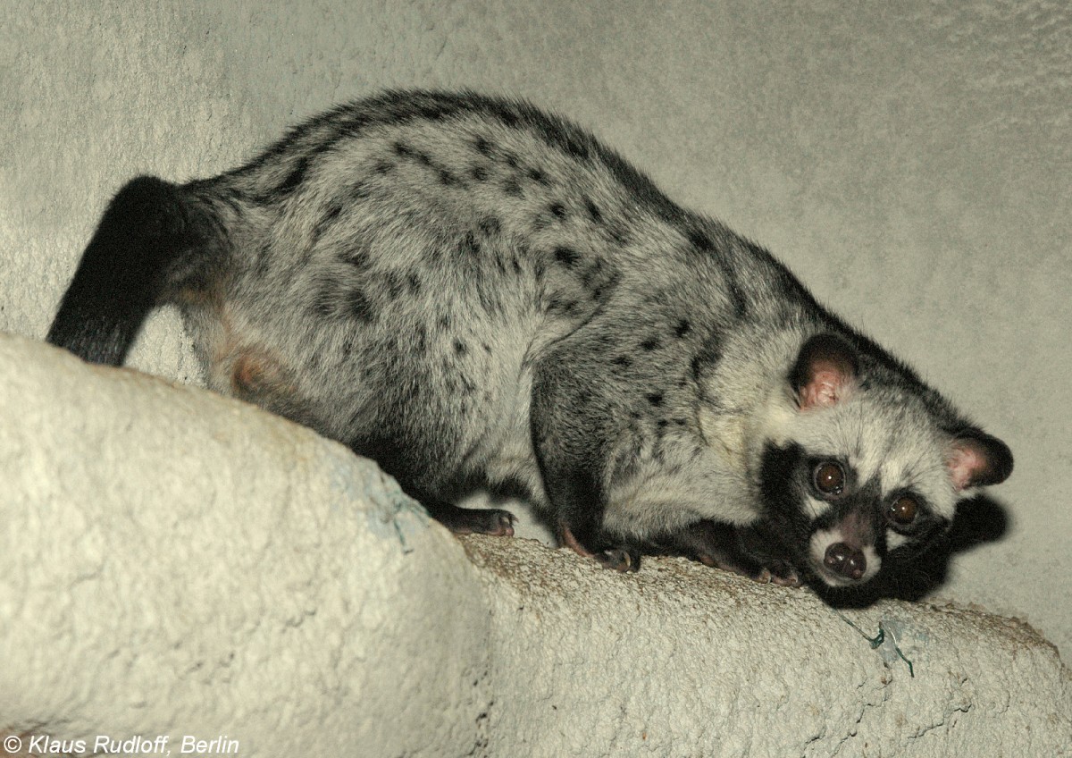 Fleckenmusang (Paradoxurus hermaphriditus) im Zoo Prag (August 2007)