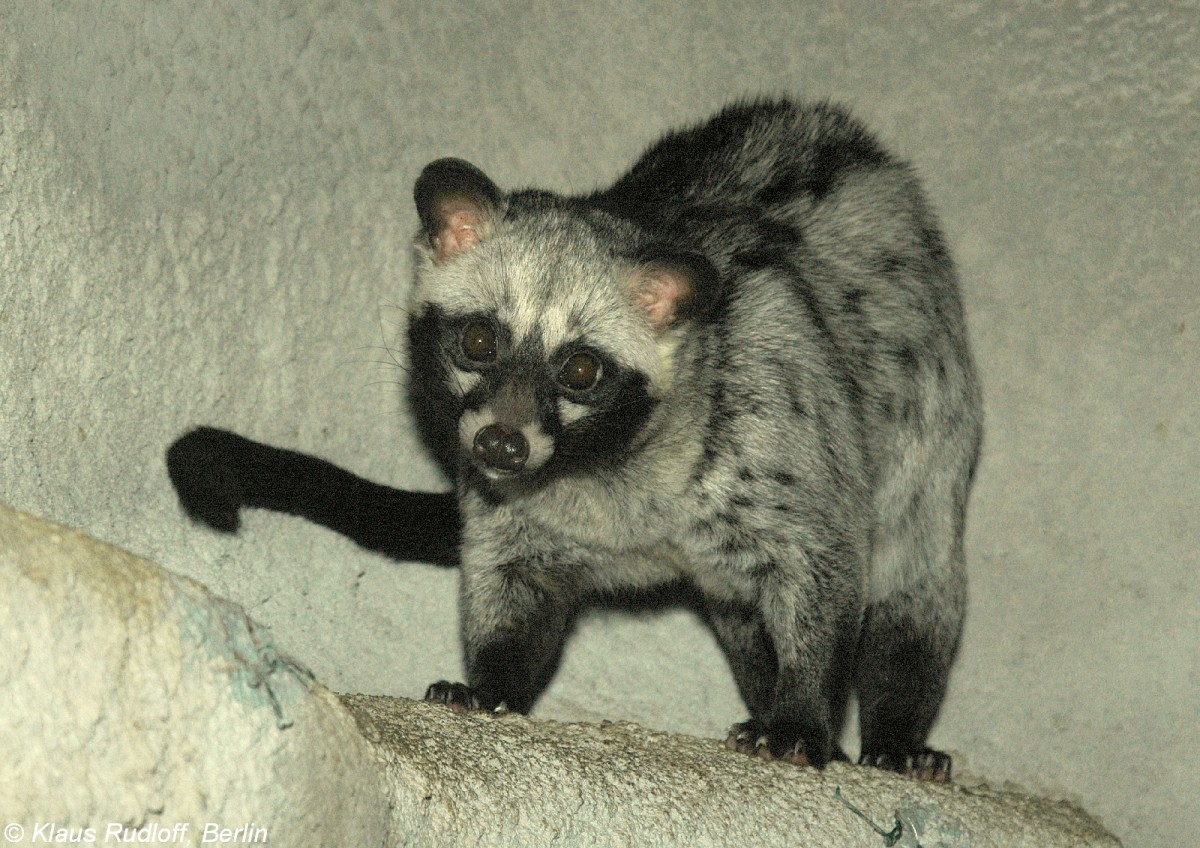 Fleckenmusang (Paradoxurus hermaphriditus) im Zoo Prag (August 2007).