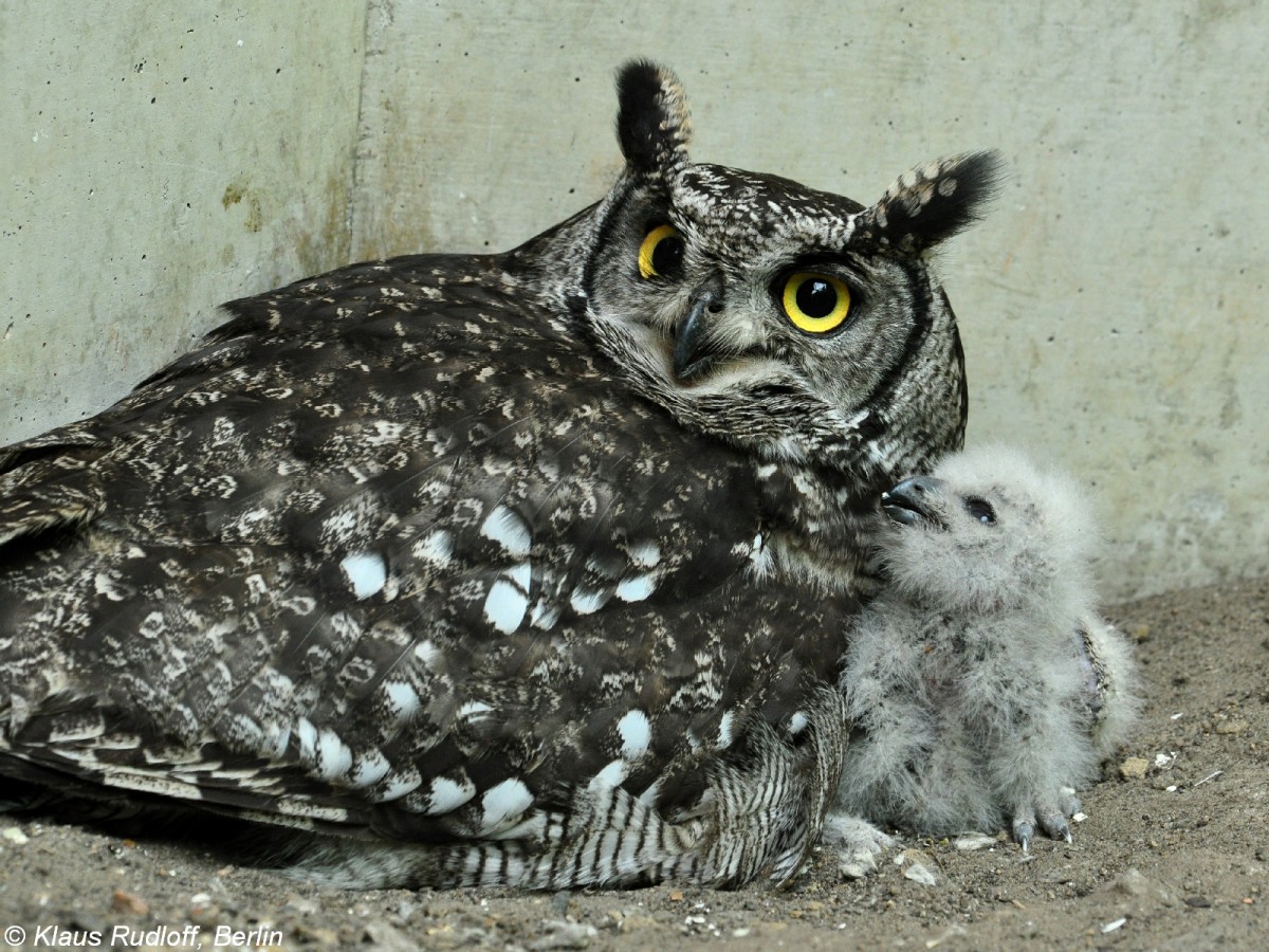 Fleckenuhu (Bubo africanus) mit Jungtier im Tierpark Berlin