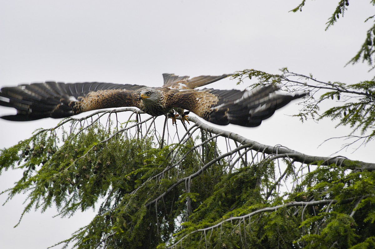 Fliegender Adler an der Adlerwarte Berlebeck in Westfalen. Aufnahme: Juli 2007.