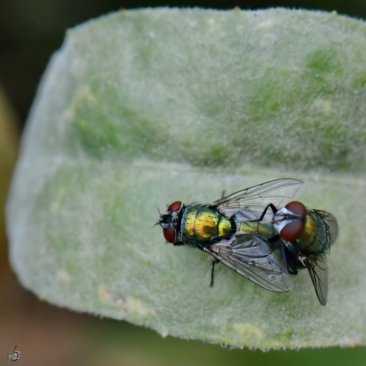 Fliegensex in der ffentlichkeit? (Jarmen, August 2014)