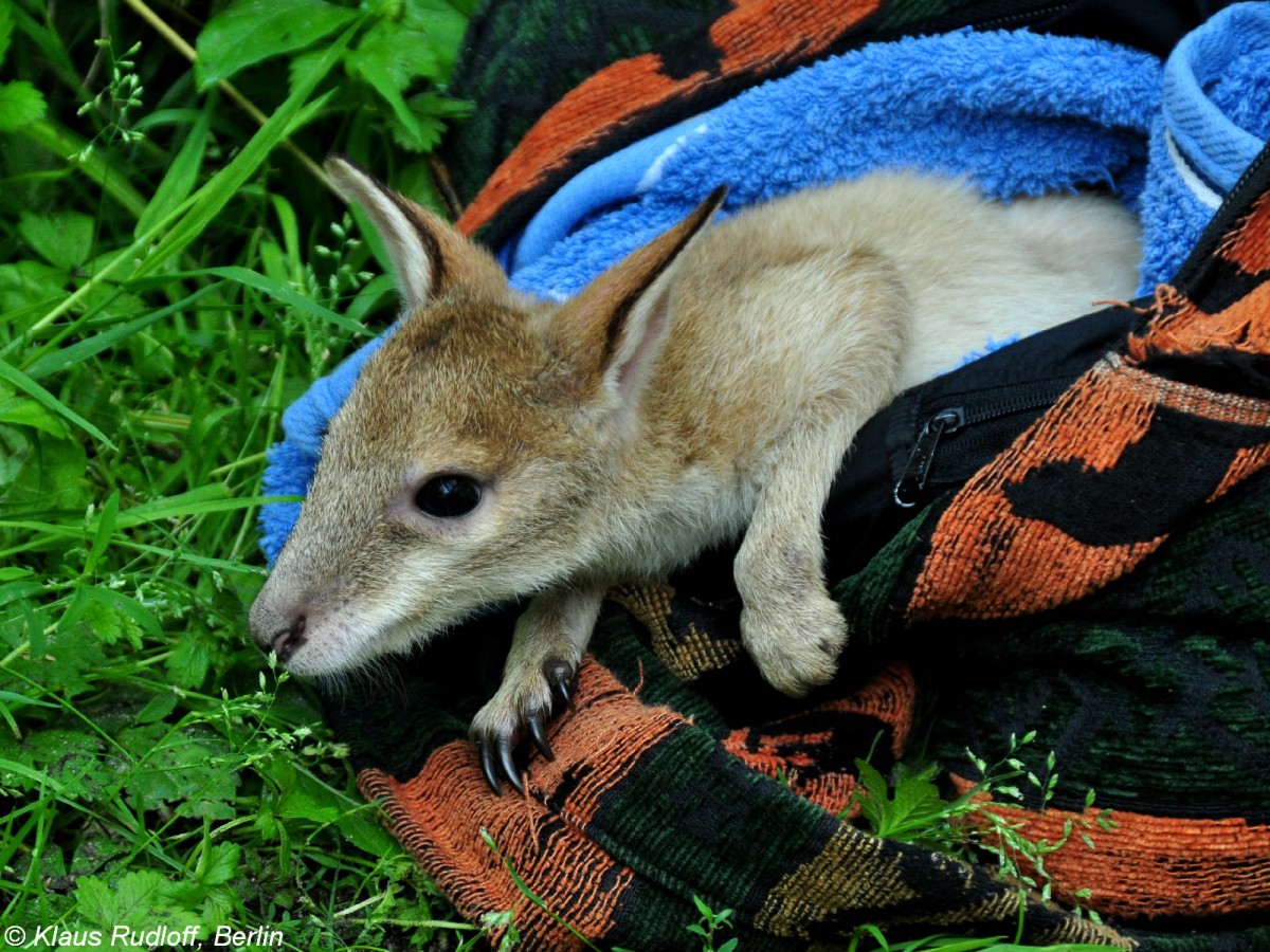 Flinkes Knguru (Macropus agilis). Jungtier  Monti  (Handaufzucht) im Tierpark Berlin (Juli 2015).