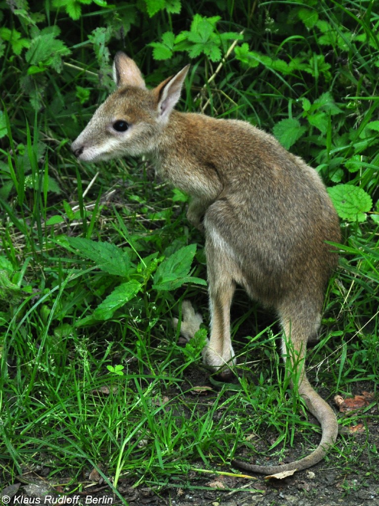 Flinkes Knguru (Macropus agilis). Jungtier  Monti  (Handaufzucht) im Tierpark Berlin (Juli 2015).