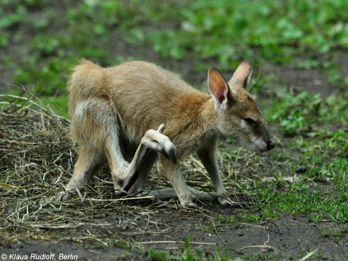 Flinkes Knguru oder Sandwallaby (Macropus agilis). Jungtier  Monti  im Tierpark Berlin (August 2015).