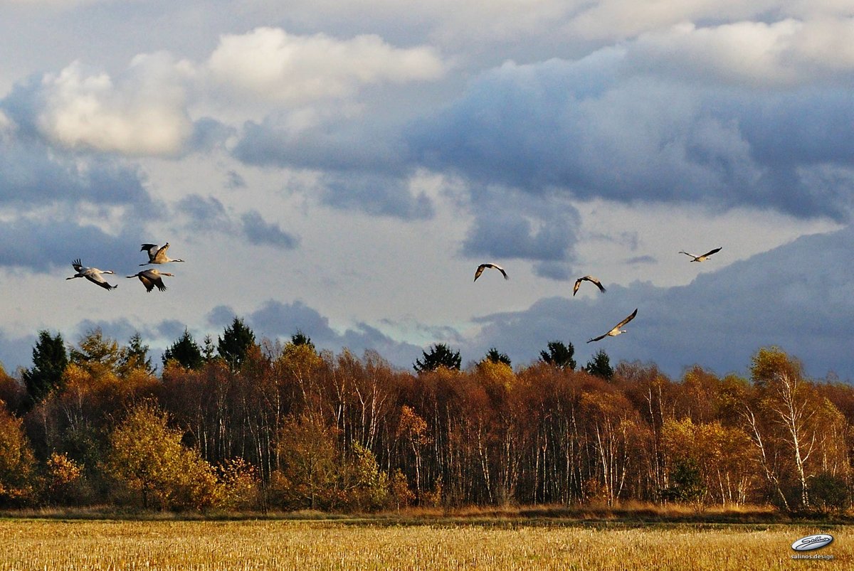 Flug der Kraniche am Bergdrfer Moor