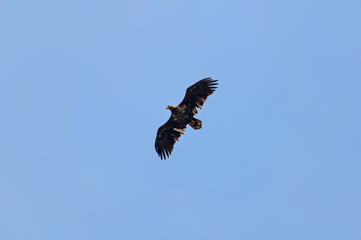 Flugbild eines Seeadlers. - 28.08.2016