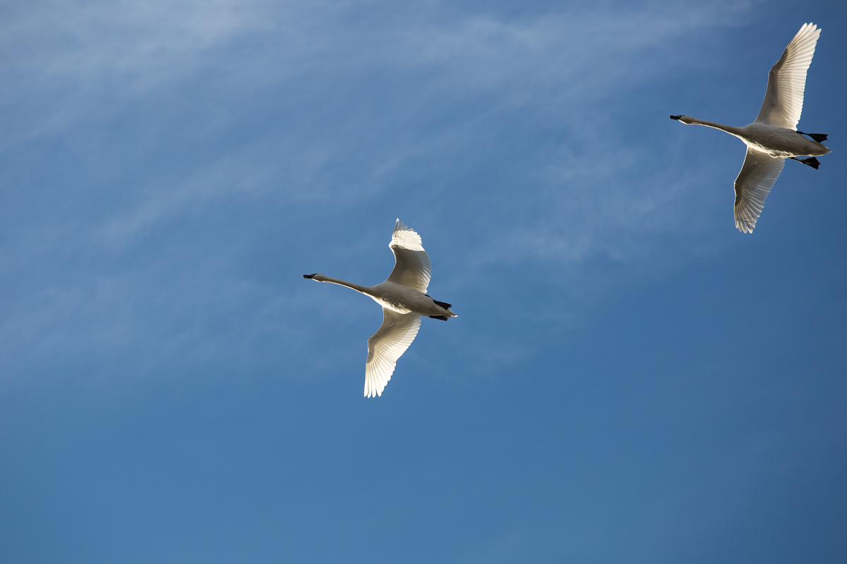 Flugbild zweier Schwne. - 20.03.2014