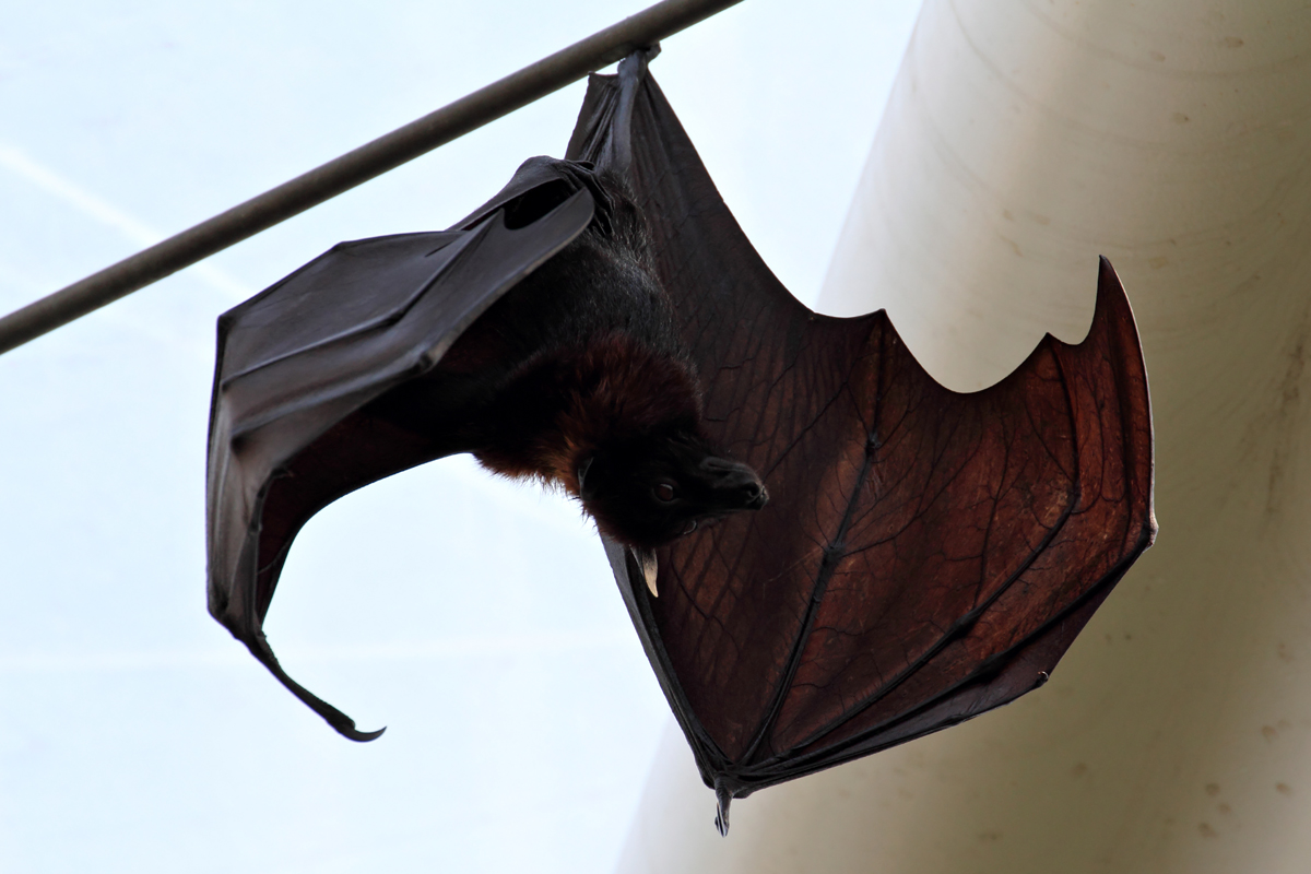 Flughund in der ZOOM Erlebniswelt Gelsenkirchen 8.3.2015