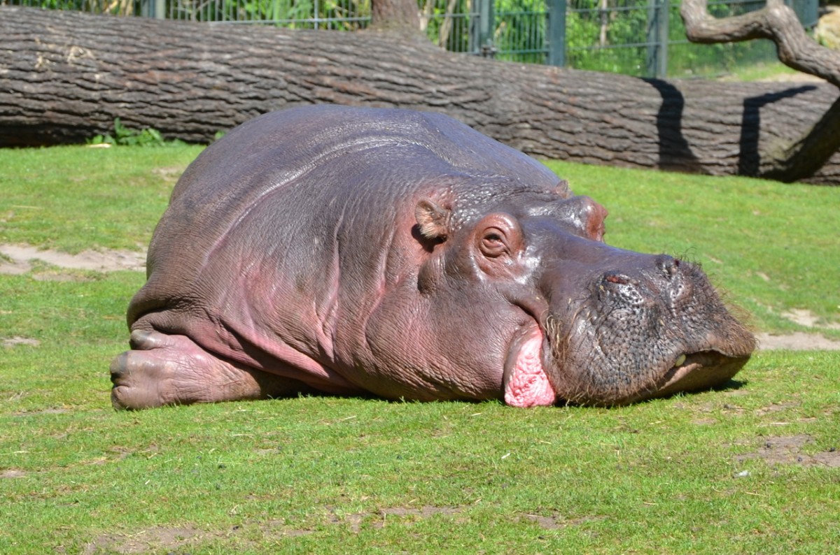 Flupferd     Zoo Berlin 28.04.2014