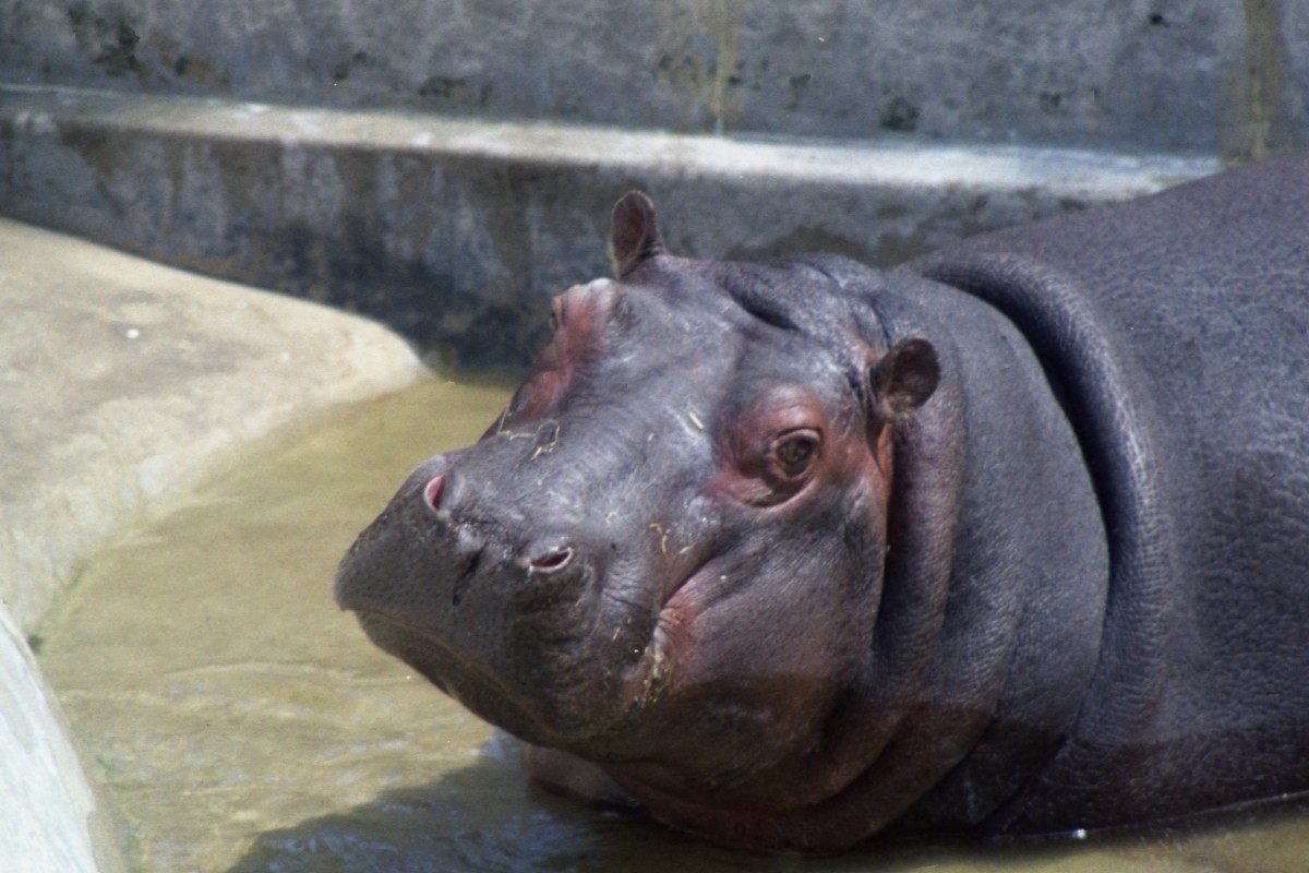 Flusspferd im Zoo (LISBOA, Distrikt Lissabon/Portugal, 10.06.1984) -- Foto eingescannt