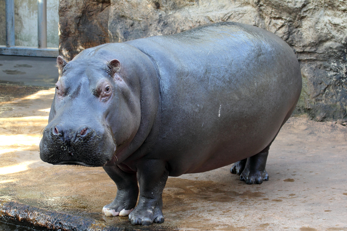 Flusspferd in der ZOOM Erlebniswelt Gelsenkirchen 8.3.2015