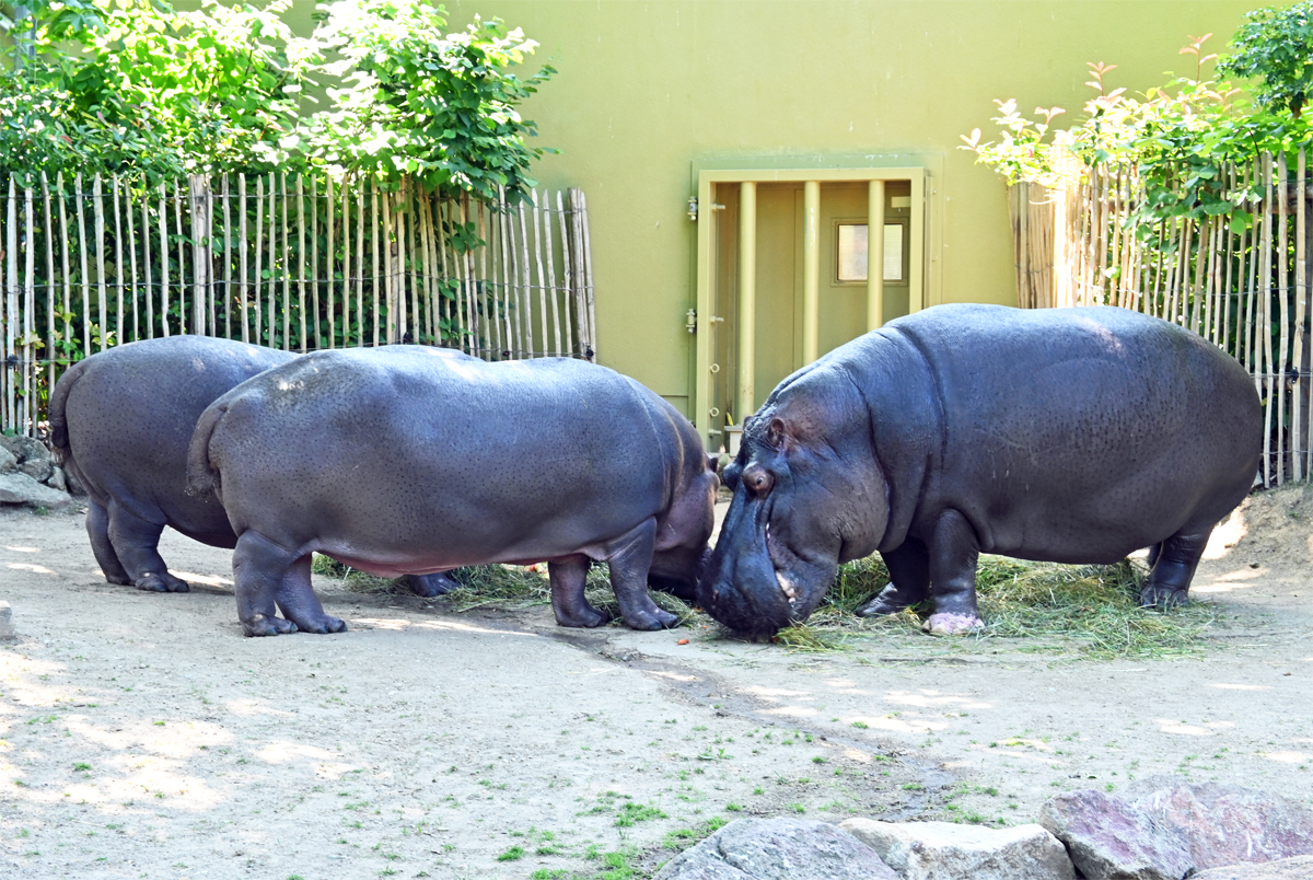 Flusspferde im Klner Zoo - 16.06.2022