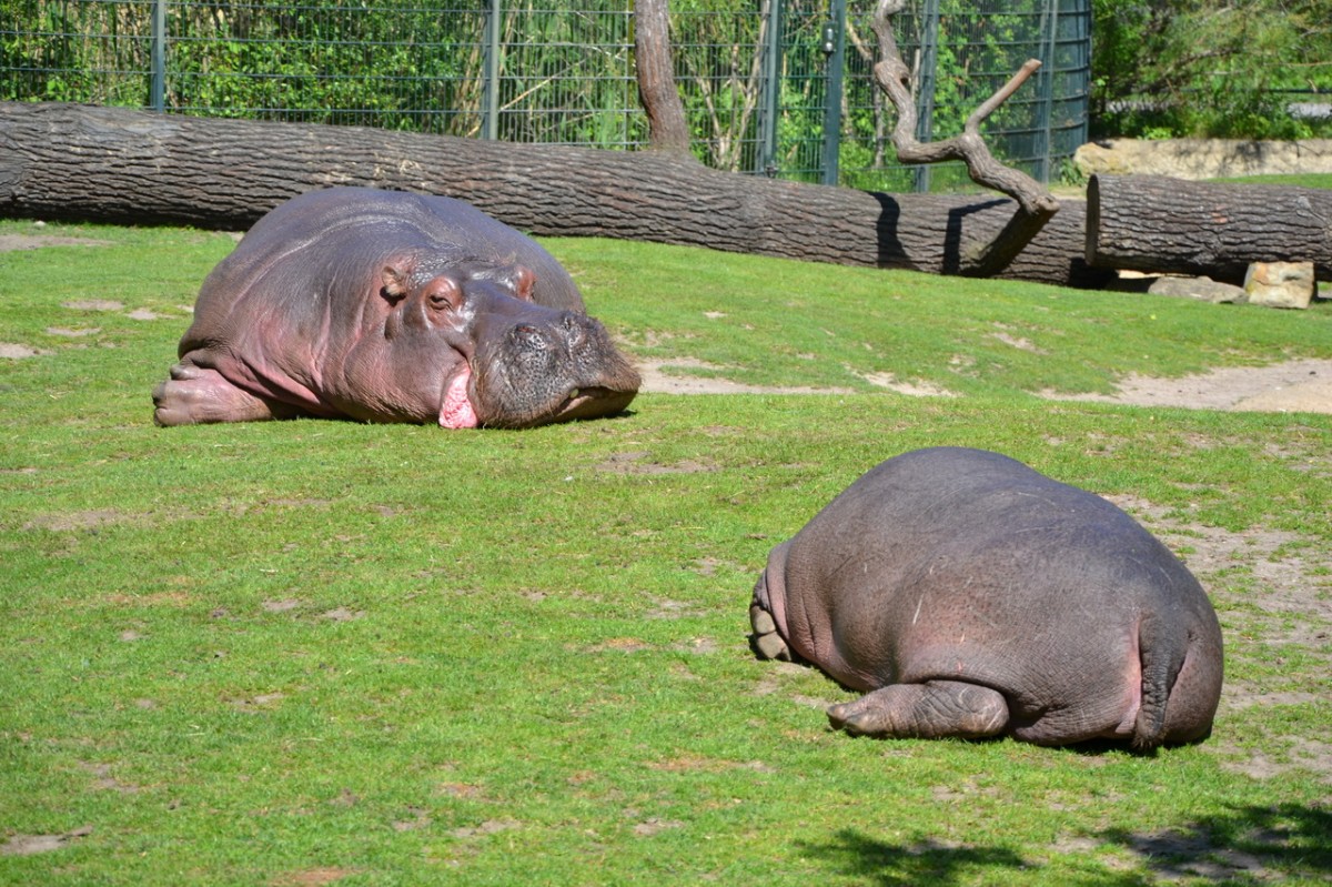 Flupferde    Zoo Berlin  28.04.2014