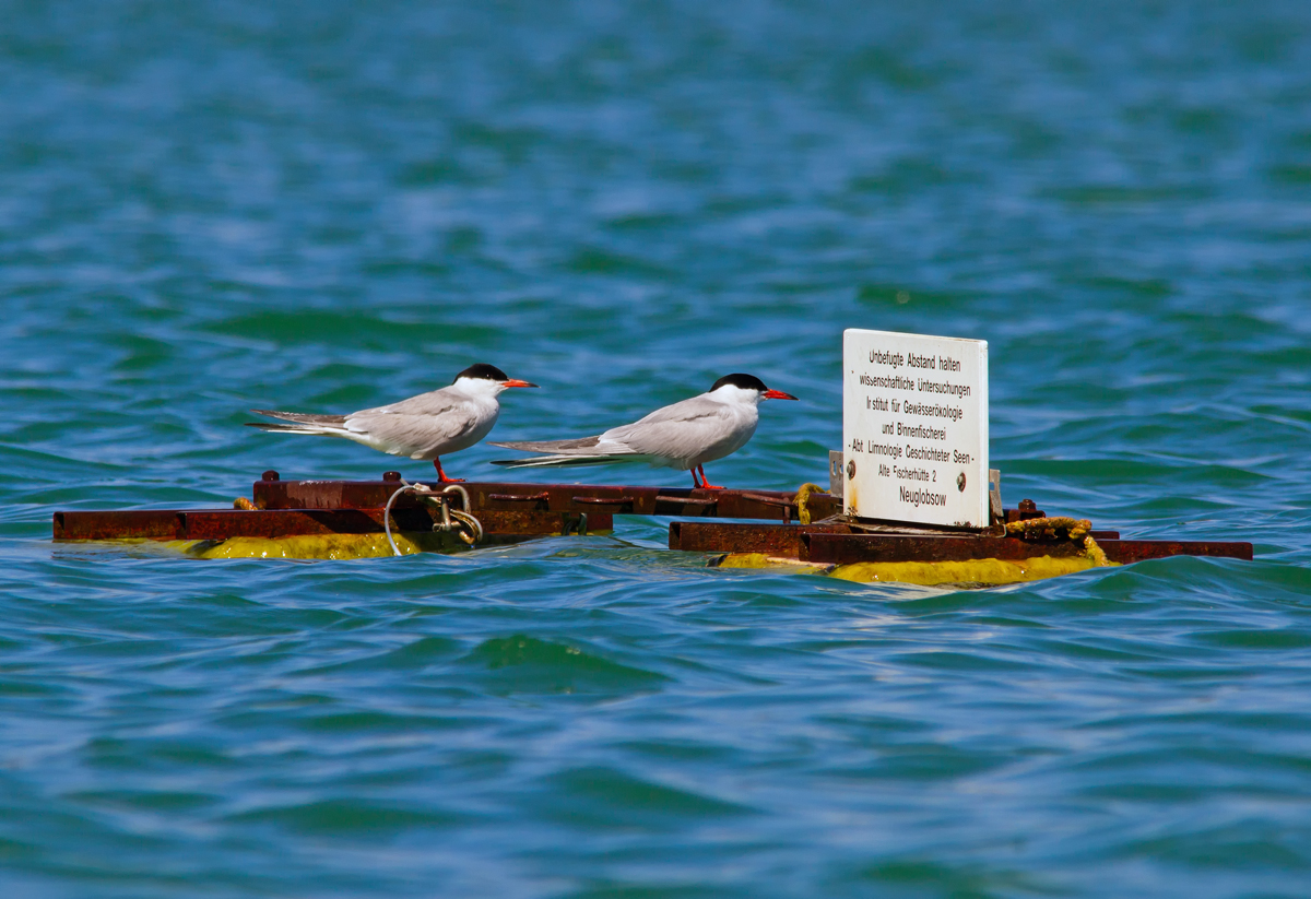 Flussseeschwalben im Naturpark Feldberger Seenlandschaft brauchen das Hinweisschild nicht beachten. - 01.07.2015