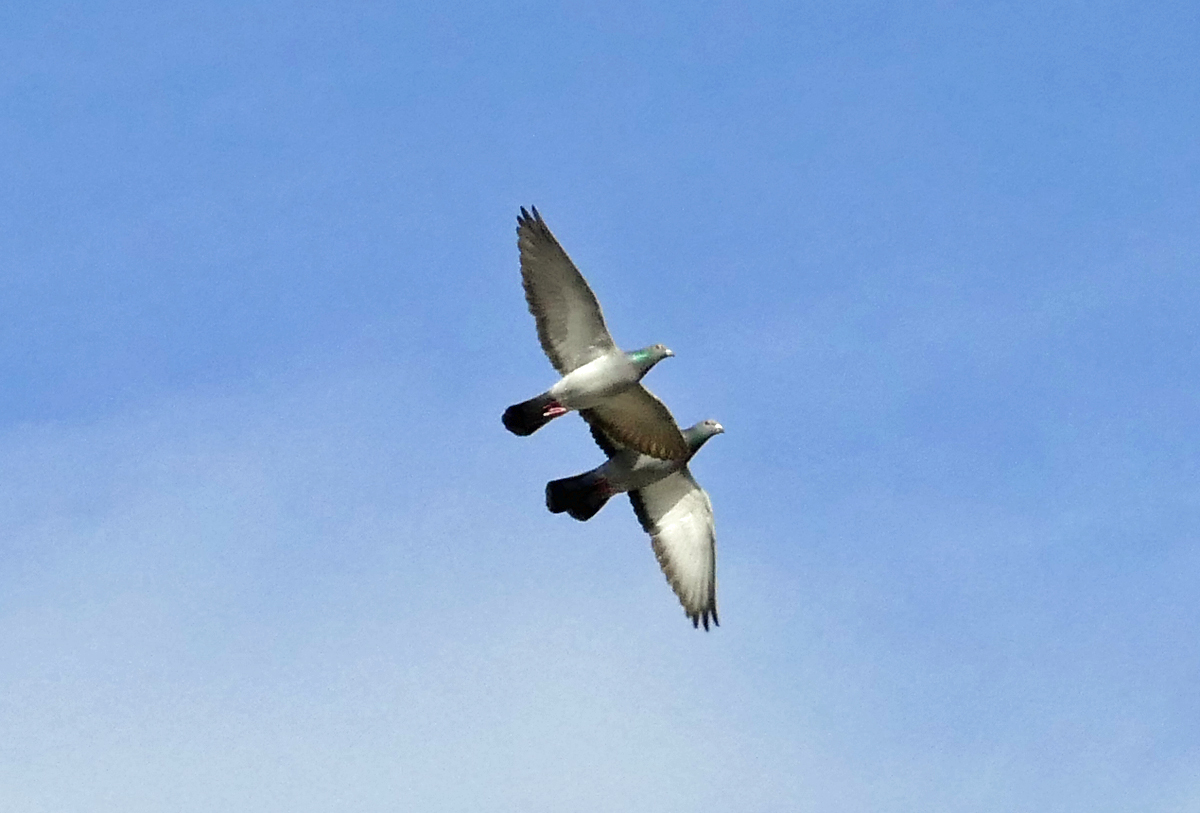 Formationsflug zweier Tauben ber dem Rhein bei Unkel - 16.03.2020