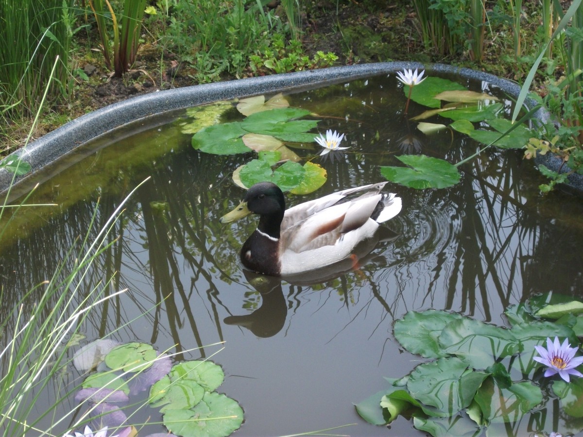 Foto in einem Teich(Botanischer Garten)