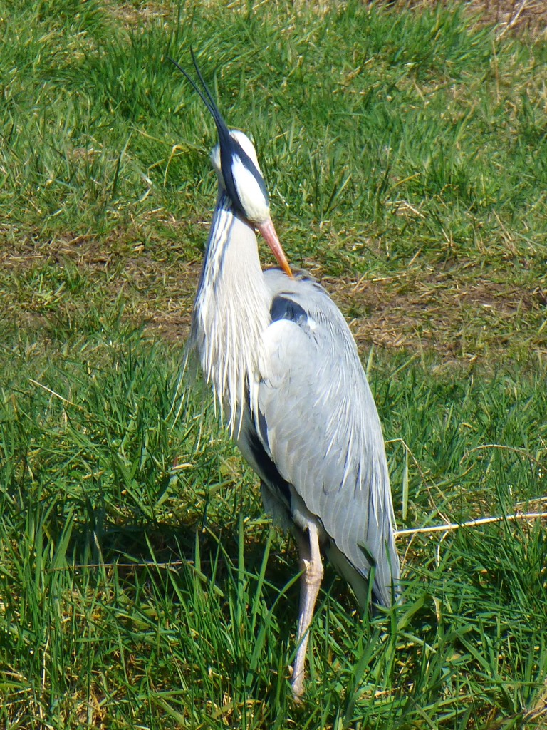 Frankreich, Lothringen, Saarkanal, Schleuse 29, Graureiher. 08.03.2014