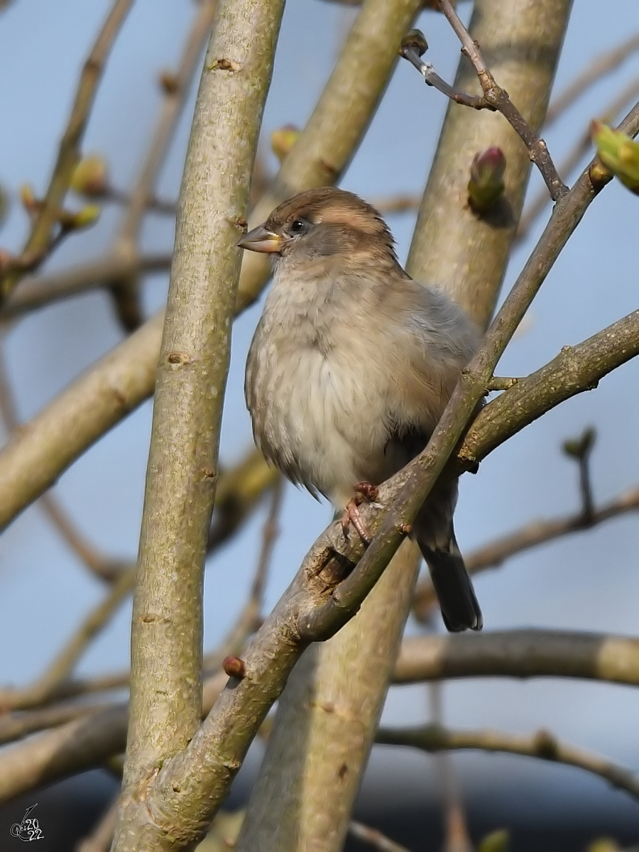  Frau Spatz  macht eine kurze Pause. (Priwall, Mrz 2022)