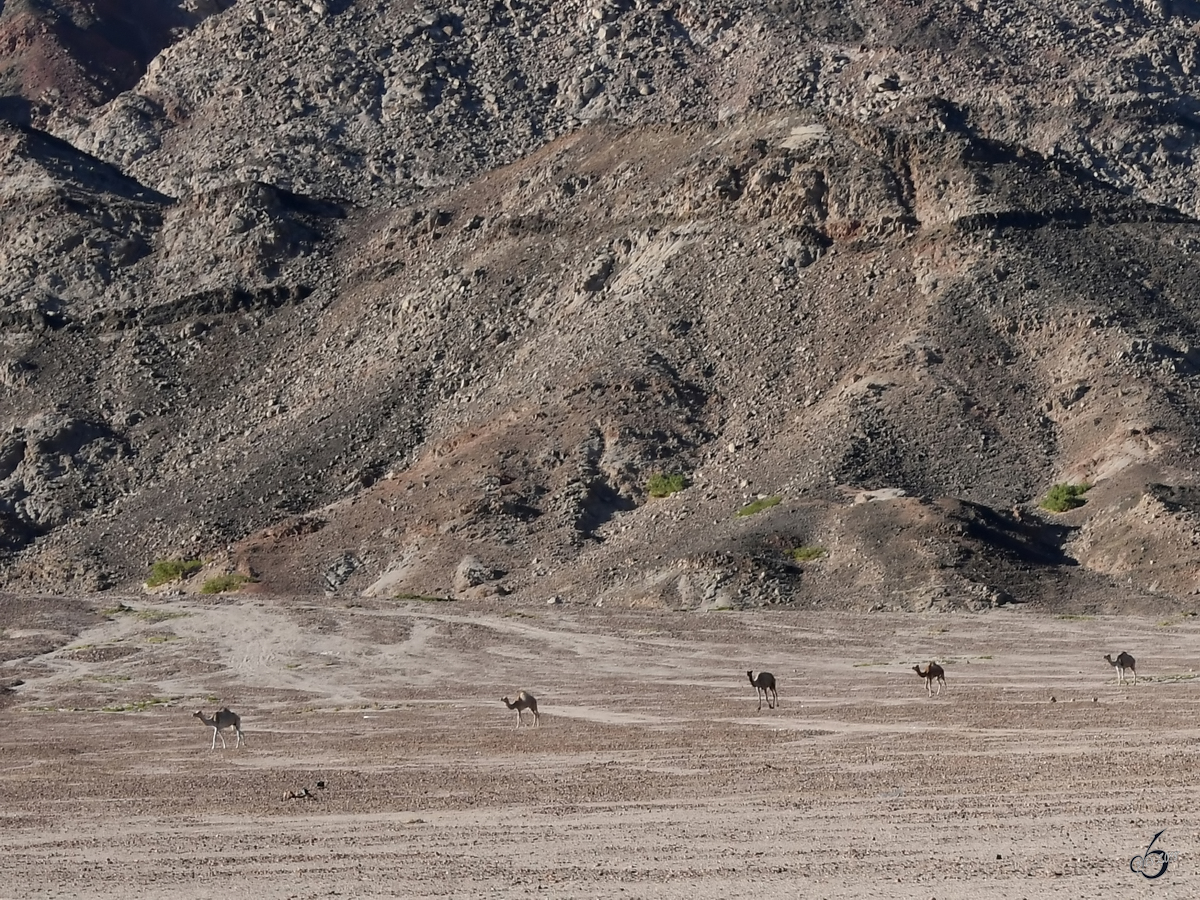 Freilaufende Dromedare Mitte Dezember 2018 auf der Sinai-Halbinsel.