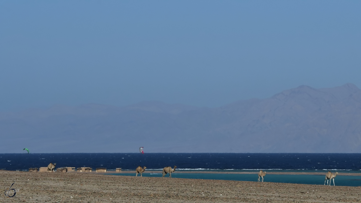 Freilaufende Dromedare Mitte Dezember 2018 auf der Sinai-Halbinsel.